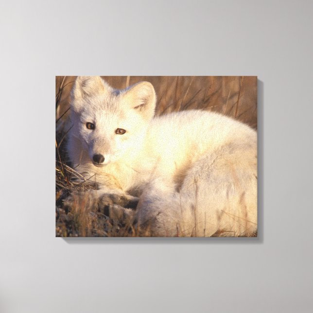 arctic fox, Alopex lagopus Canvas Print (Front)