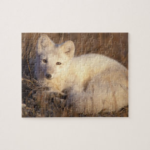 arctic fox, Alopex lagopus Jigsaw Puzzle