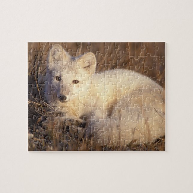 arctic fox, Alopex lagopus Jigsaw Puzzle (Horizontal)