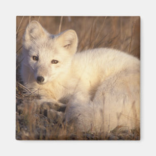 arctic fox, Alopex lagopus Magnet