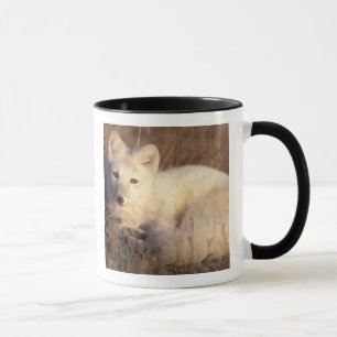 arctic fox, Alopex lagopus Mug