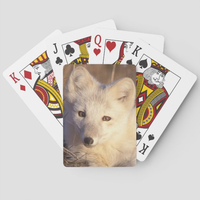 arctic fox, Alopex lagopus Playing Cards (Back)