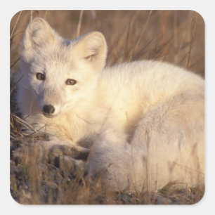 arctic fox, Alopex lagopus Square Sticker