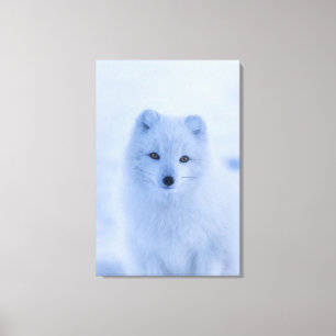 Arctic Fox Canvas Print