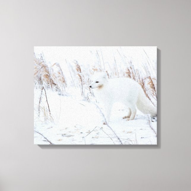 Arctic Fox Canvas Print (Front)