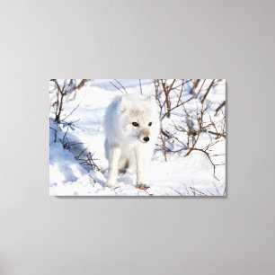 Arctic Fox , Churchill Wildlife Management Area Canvas Print