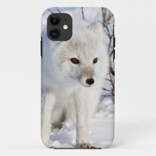 Arctic Fox , Churchill Wildlife Management Area Case-Mate iPhone Case