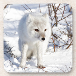 Arctic Fox , Churchill Wildlife Management Area Coaster