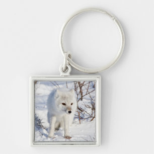 Arctic Fox , Churchill Wildlife Management Area Key Ring