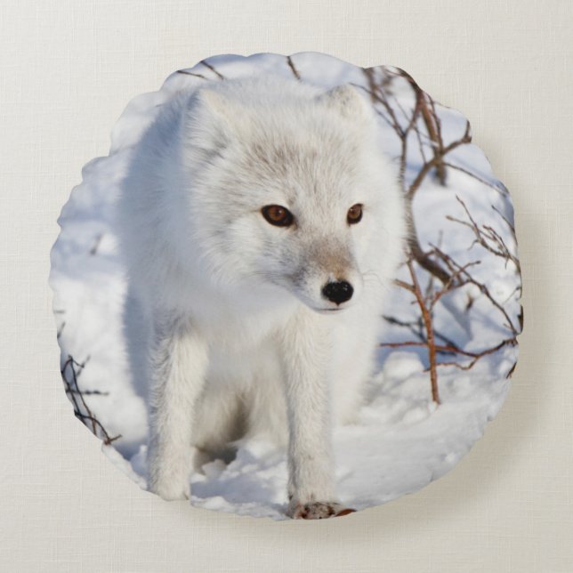 Arctic Fox , Churchill Wildlife Management Area Round Cushion (Front)