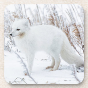 Arctic Fox Coaster