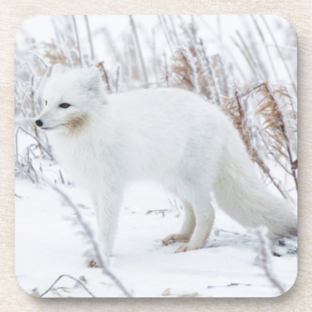 Arctic Fox Coaster (Front)