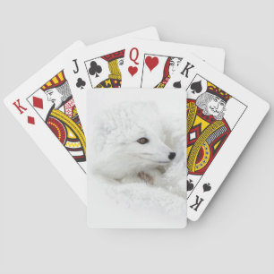 Arctic Fox curled up in winter Playing Cards