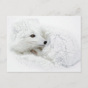 Arctic Fox curled up in winter Postcard