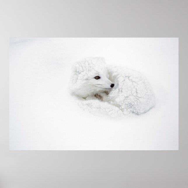 Arctic Fox curled up in winter Poster (Front)