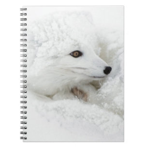 Arctic Fox curled up in winter Spiral Notebook