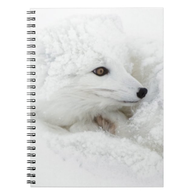 Arctic Fox curled up in winter Spiral Notebook (Front)
