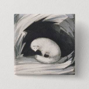 Arctic Fox, from 'Narrative of a Second Voyage in 15 Cm Square Badge