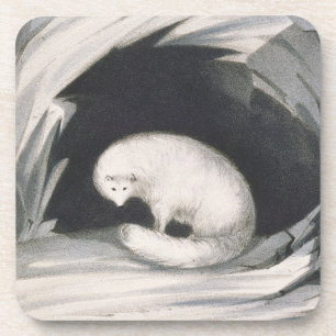 Arctic Fox, from 'Narrative of a Second Voyage in Coaster