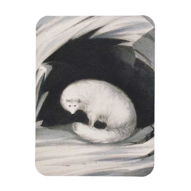 Arctic Fox, from 'Narrative of a Second Voyage in Magnet (Vertical)