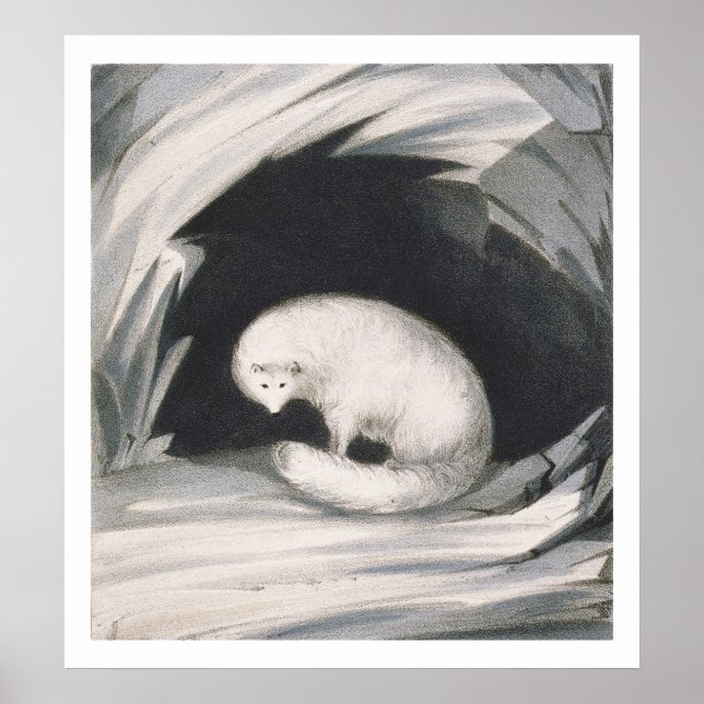 Arctic Fox, from 'Narrative of a Second Voyage in Poster (Front)