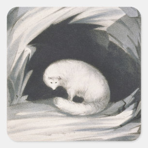 Arctic Fox, from 'Narrative of a Second Voyage in Square Sticker