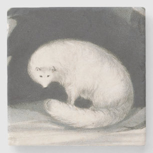 Arctic Fox, from 'Narrative of a Second Voyage in Stone Coaster