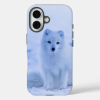 Arctic Fox, Iceland photograph