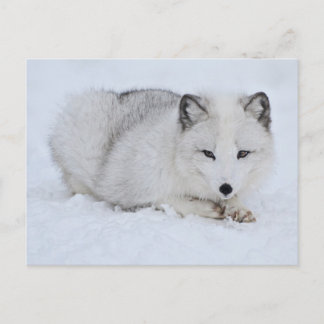 Arctic Fox in the Snow Postcard
