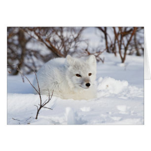 Arctic Fox in winter