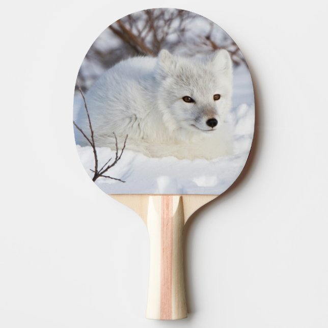 Arctic Fox in winter Ping Pong Paddle (Front)