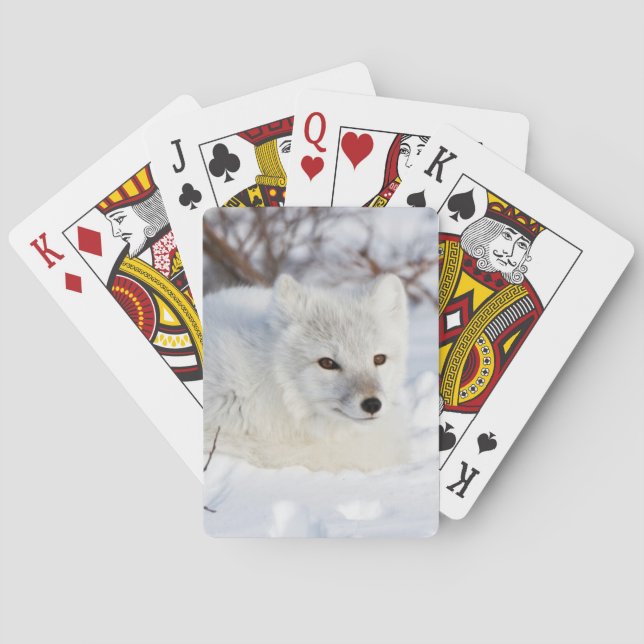 Arctic Fox in winter Playing Cards (Back)