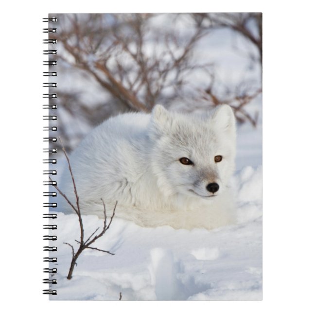Arctic Fox in winter Spiral Notebook (Front)