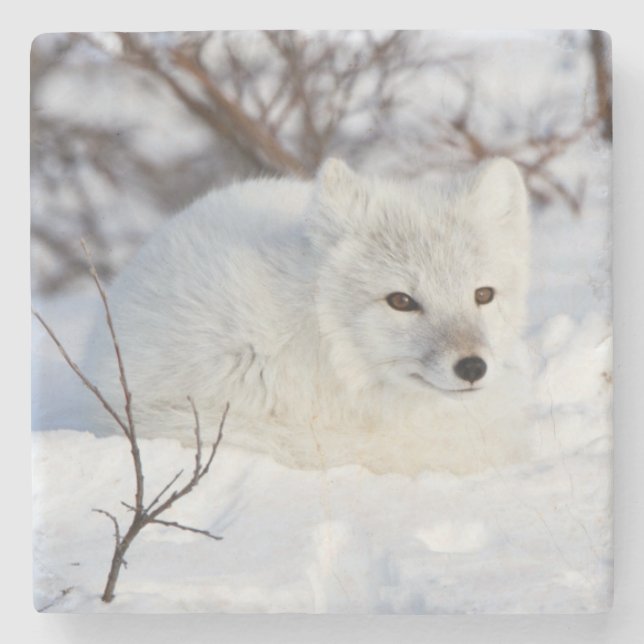 Arctic Fox in winter Stone Coaster (Front)