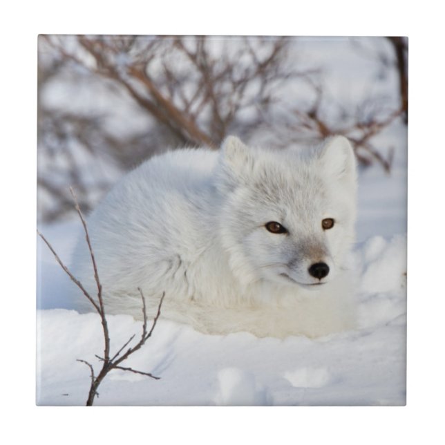 Arctic Fox in winter Tile (Front)