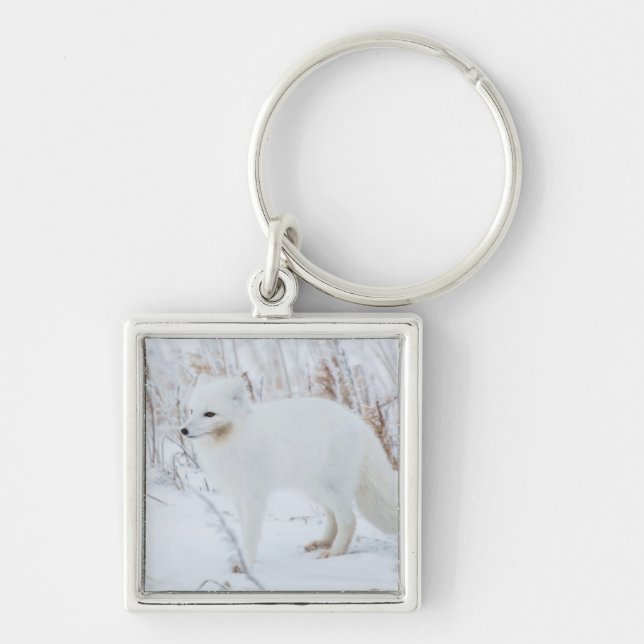 Arctic Fox Key Ring (Front)