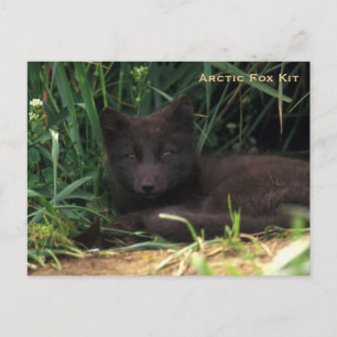 Arctic Fox Kit Wildlife Series # 19 Postcard