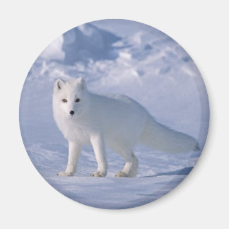 Arctic Fox Magnet