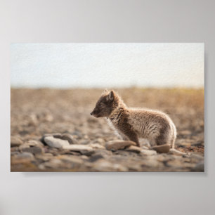 Arctic Fox Nature Photo Poster