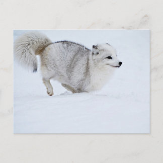 Arctic Fox on the Run Postcard