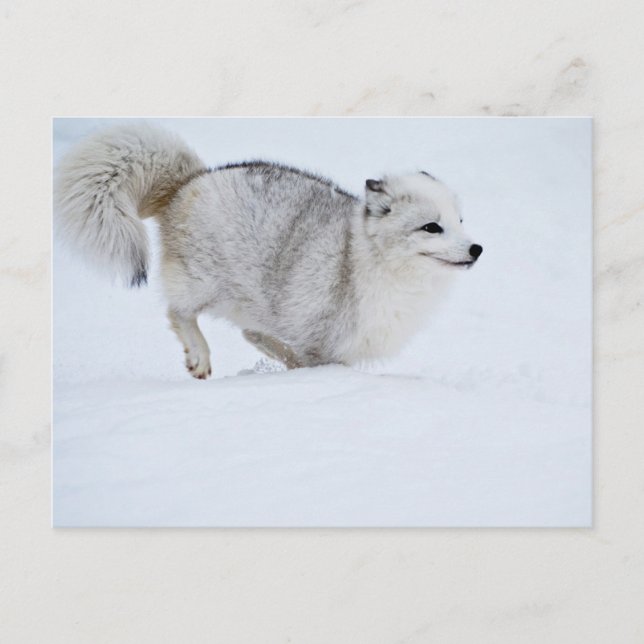 Arctic Fox on the Run Postcard (Front)