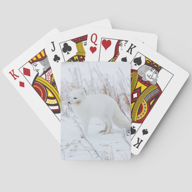 Arctic Fox Playing Cards (Back)