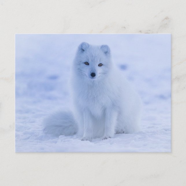arctic fox postcard (Front)