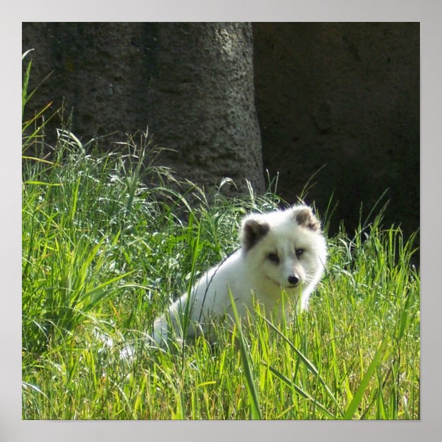 Arctic Fox Poster (Front)