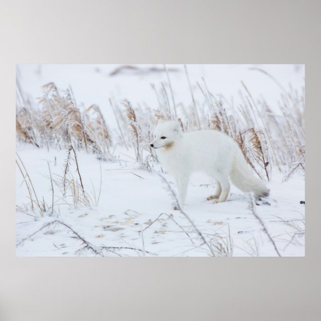 Arctic Fox Poster (Front)