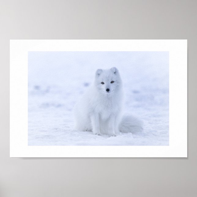 Arctic Fox Poster (Front)