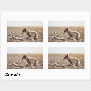 Arctic Fox Rectangular Sticker