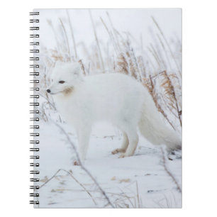 Arctic Fox Spiral Notebook