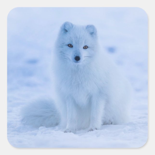 arctic fox stickers (Front)