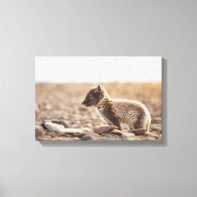 Arctic Fox Svalbard Canvas Print (Front)